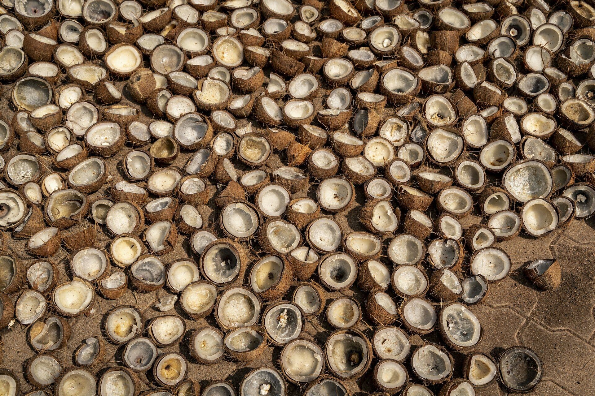 Split coconut shells drying in the sun